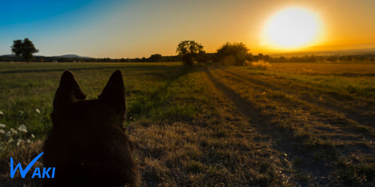 Promenades : doit-on garder son chien en Laisse ?