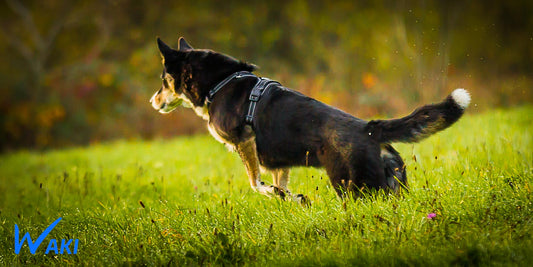 Harnais pour Chien Waki : Comment avons nous trouvé le meilleur ?