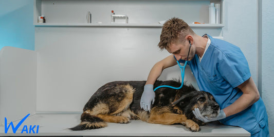 Les signes de maladies les plus courantes chez les chiens et comment les prévenir.