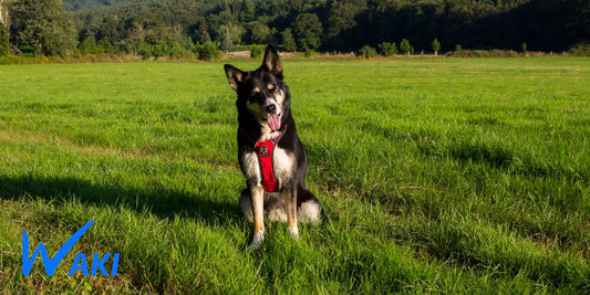 Conseils d'entretien du Harnais anti-traction de votre chien