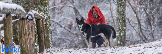 Les origines du Chien : Pour mieux comprendre son besoin ESSENTIEL de se dépenser quotidiennement