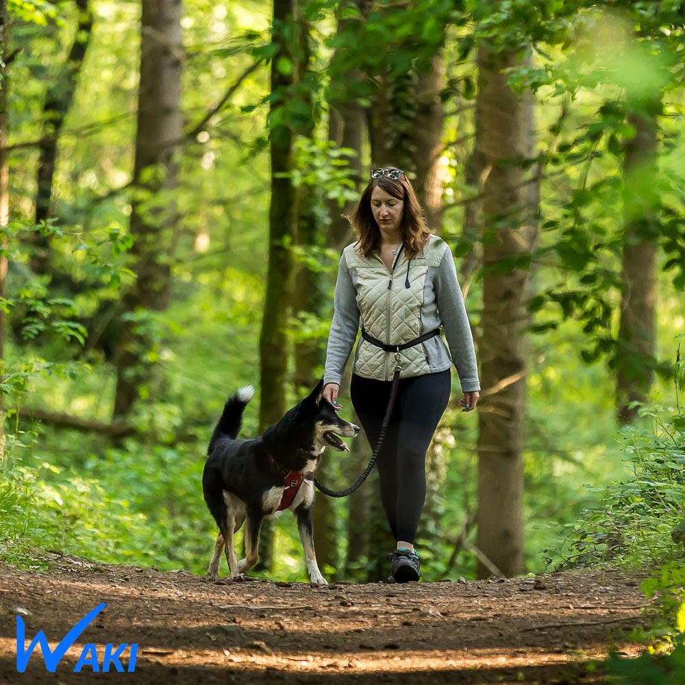 Laisse mains libres pour chien, une aide précieuse pour les promenades en toute sécurité