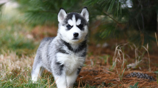 Quelle Race de Chien choisir