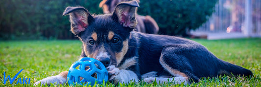 Jouets pour chiens - Nos 6 conseils à ce sujet.