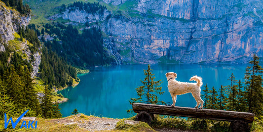 Partir en vacances avec son chien demande une certaine organisation