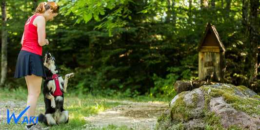 Les avantages des harnais pour chiens par rapport aux colliers