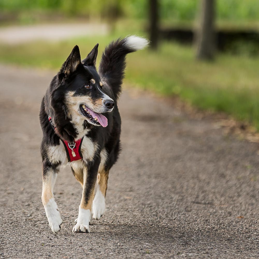 Le harnais de Wakiboutique est conçu avec des matériaux durables pour résister aux chiens les plus actifs.
