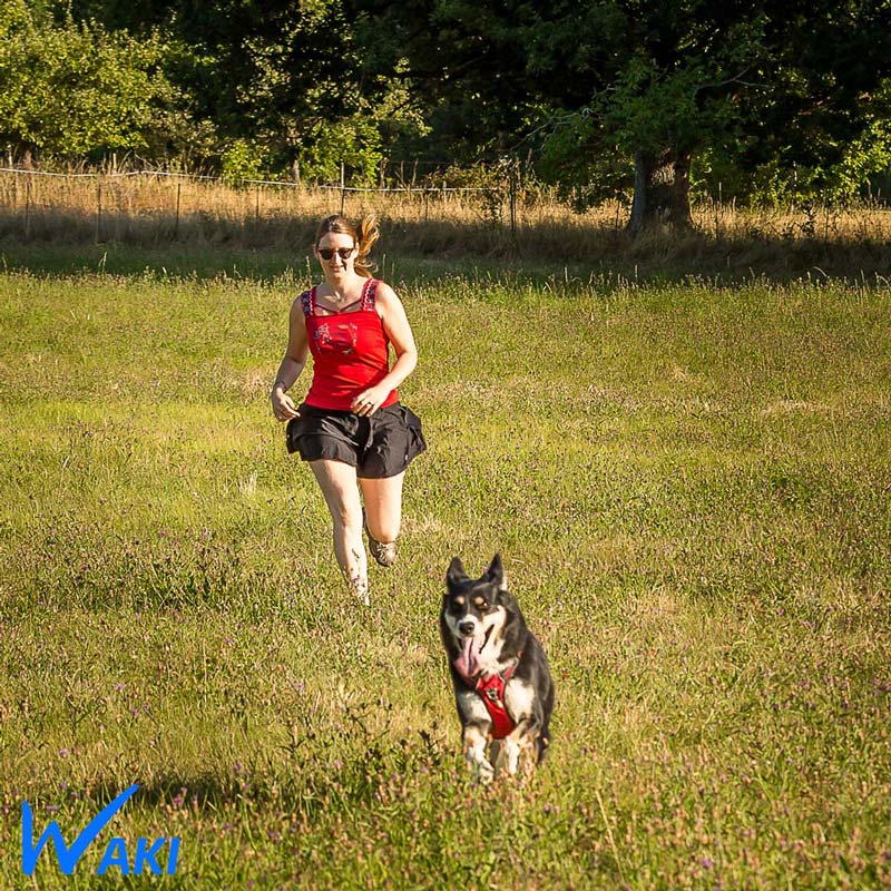 Harnais pour chien léger et confortable pour les promenades et les Grandes Randonnées