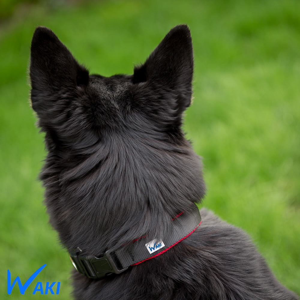 Complétez le look de votre chien avec notre ensemble collier et laisse de qualité supérieure.