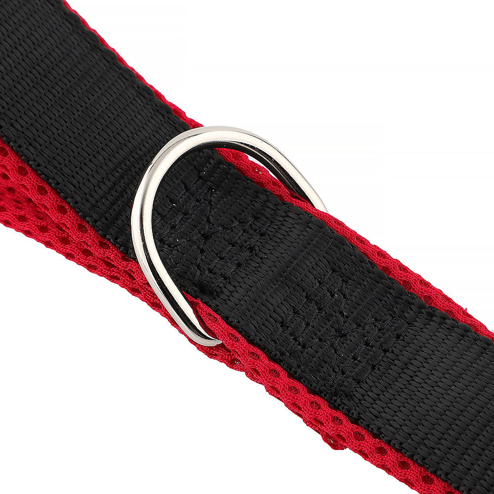 Un collier pour chien à l'épreuve du quotidien