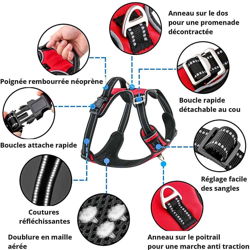 Harnais réglable - Ajustez le harnais à la taille de votre chien pour une sécurité optimale lors de vos promenades.