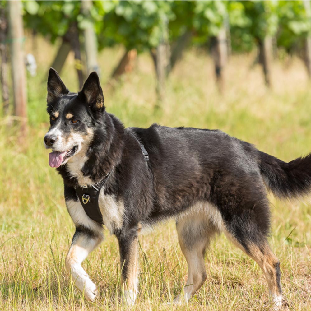 Le harnais Waki est facile à mettre et à enlever, ce qui en fait le choix idéal pour les propriétaires de chiens stressés.