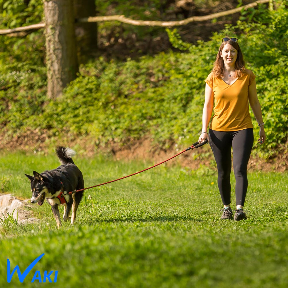 Notre gamme de laisses en corde pour chien est conçue pour résister aux promenades les plus intensives.