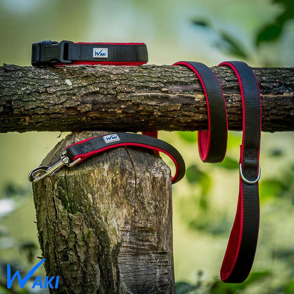 Ensemble Collier & Laisse pour Chien
